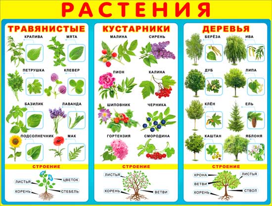 Плакат А2 'Растения' 450х595 мм, Р2-193