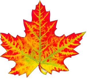 Украшение на скотче 'Листья осенние', (1;уп), A1-113-194